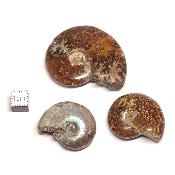 Ammonite Nacrées entières - fossiles