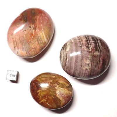 Bois Fossile - galet (Lot de 25 pièces ENVIRON) 