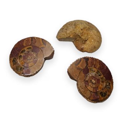 Ammonite