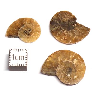 Ammonite paires de tranches - fossiles