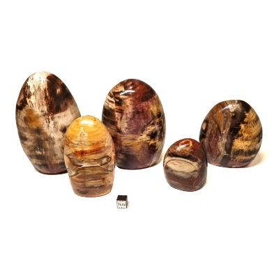 Bois Fossile - Lot n°05 - Forme libre