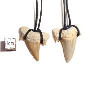 Dent de Requin - Pendentif Fossile