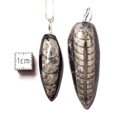 Orthoceras - Pendentif fossile